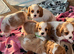 Beautiful cavalier King Charles puppies