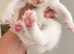 £275 British Short hair kittens BSH