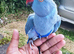 Beautiful TAME Male Blue Indian Ringneck &ndash; 10 Months Old