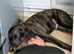 Belgium malinois x Dutch hurder