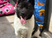 KC Registered American Akita Puppy