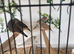 Zebra finches