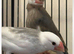 Pair Java finch sparrow