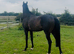 Stunning gelding available, 16.1 , for yr old , no vices lumps or bumps !