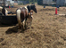 Mare and filly foal for sale