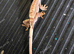 Baby crested geckos
