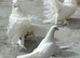 Indian fantails. ( Not all )