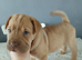 Frenchie-Pei pups
