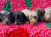 Last Mini Dachshund Boy