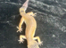 Leopard gecko