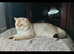 ☆ GCCF Active British Shorthair Males | Top Quality☆