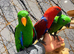 Friendly Baby HandReared Super Tame Cuddly Eclectus Parrot,26