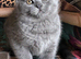 Blue BSH British shorthair kittens