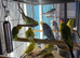 Baby budgies Glasgow