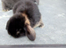 Baby male rabbit