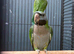 Hand Reared Baby Derbyan Parrots