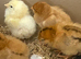 Baby Chicks