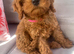 Cavapoo puppies ready for new homes