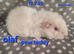 Hairy guinea pig boys