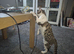 5 month old bengal x