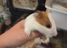 Male guinea pigs