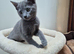 Russian Blue Kittens Loving Homes Only TICA Reg