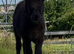 Miniture Mediterranean Colt