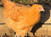 Buff Orpington pullets for sale