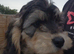 Beautiful Cockapoo Puppies – 2 Girls Available
