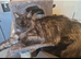 Male main coon for sale