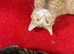 2 girl kittens