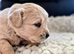 Golden retriever puppies