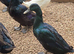 Cayuga Drakes
