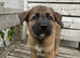 2 pups out of litter - Border Collie x German Shepard x Belgian Malanois