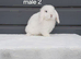 Purebred mini lop rabbits