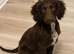 Beautiful liver cocker spaniel looking for a 5* home