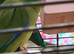 Spectacled parrotlet male