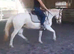 13.3hh appaloosa x cob mare