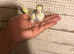 Budgies for sale