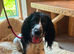 Beautiful black and white cocker spaniel
