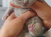 Blue kittens for sale
