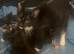 Last beautiful kitten - Girl