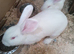 One 14 week old continental x flemish giant rabbit left