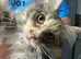 Polydactyl/Non Poly Maine Coon Girls.