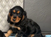 Cocker Spaniel Pups