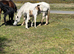 NF foals