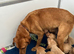 Quality Fox Red Labrador KC reg