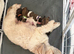 Shih Tzu x Shorkie pups!