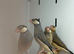 Java finches