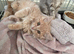 Persian x maincoon kitten